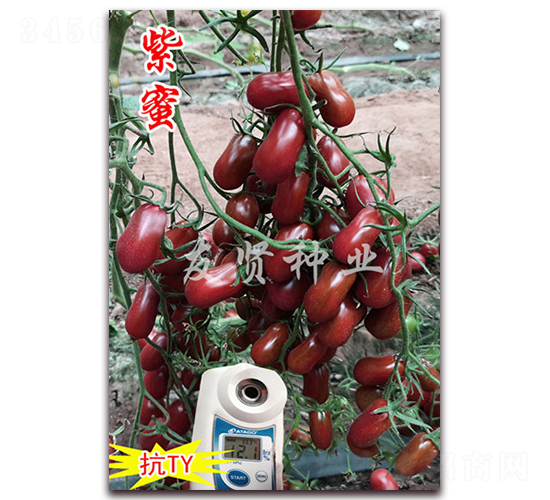 ����-��ɫ���ѷN��-���t�N�I(y��)