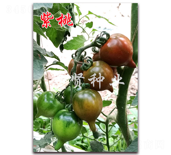 ����-��ɫ���ѷN��-���t�N�I(y��)