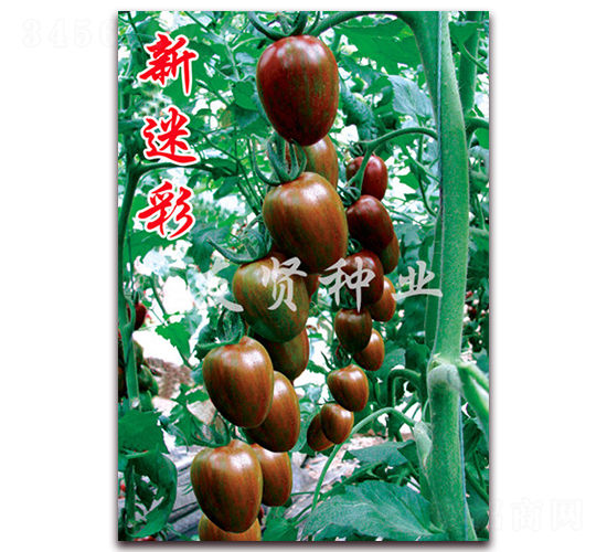 ���Բ�-��ɫ���ѷN��-���t�N�I(y��)