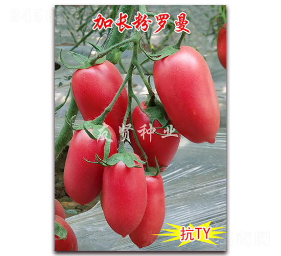 ���L���_��-���͹����ѷN��-���t�N�I(y��)