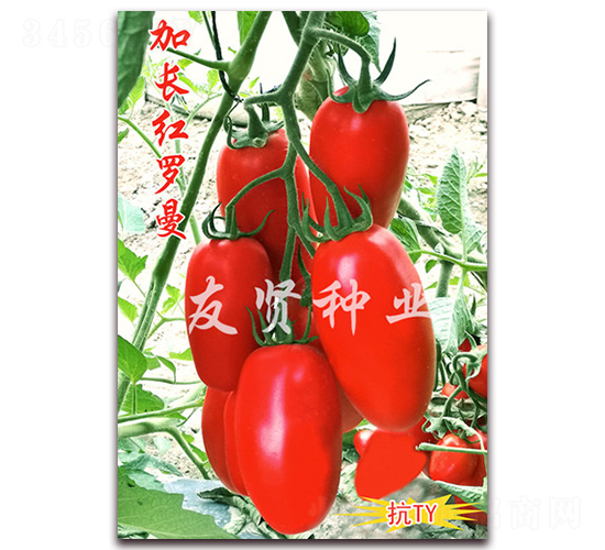 ���L(zh��ng)�t�_��-���͹����ѷN��-���t�N�I(y��)