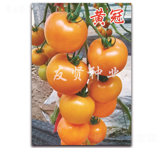 �S��-�Sɫ���ѷN��-���t�N�I(y��)