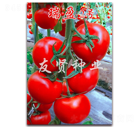 ��ӯ2̖(h��o)-�tɫ���ѷN��-���t�N�I(y��)