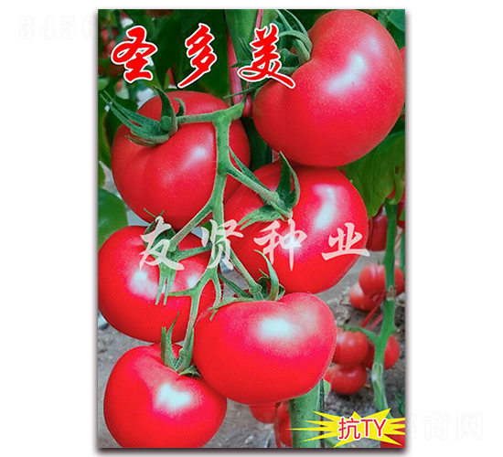 ʥ����-��ɫ���ѷN��-���t�N�I(y��)