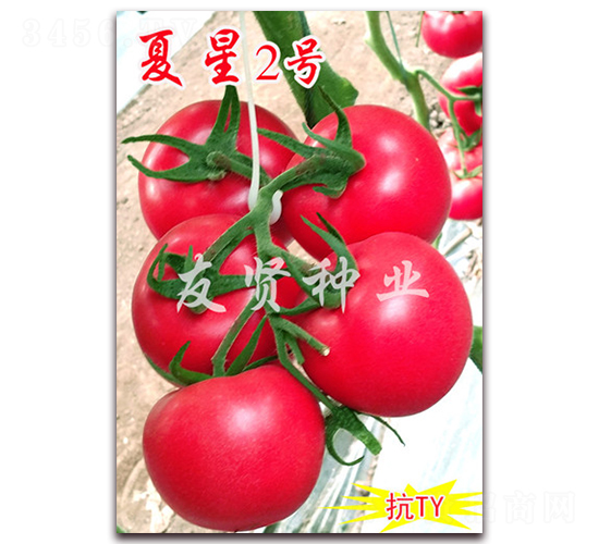 ����2̖-��ɫ���ѷN��-���t�N�I(y��)