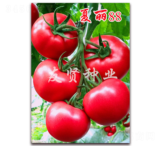 ����88-��ɫ���ѷN��-���t�N�I(y��)