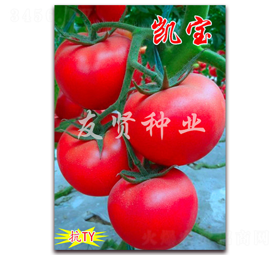 �P��-��ɫ���ѷN��-���t�N�I(y��)