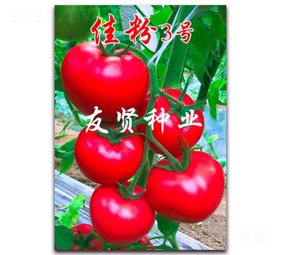 �ѷ�3̖(h��o)-��ɫ���ѷN��-���t�N�I(y��)