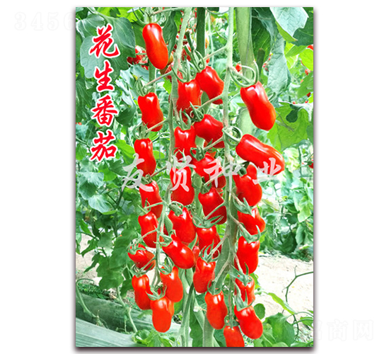 ��������-�tɫ����С���ѷN��-���t�N�I(y��)