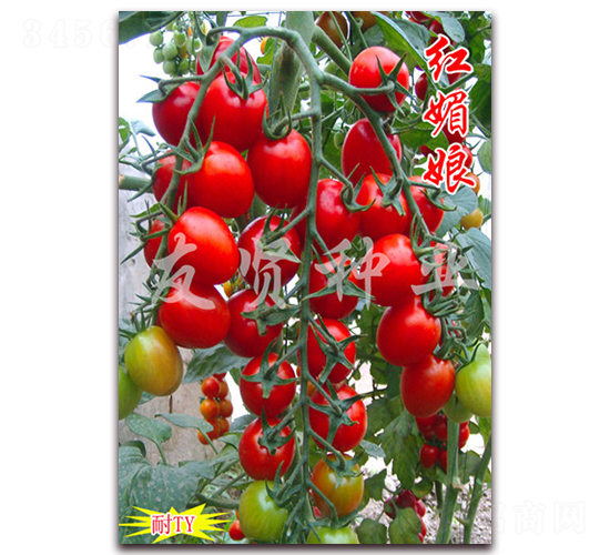 �t����-�tɫ����С���ѷN��-���t�N�I(y��)