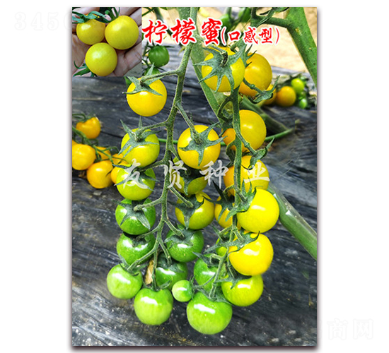 ������-�Sɫ����С���ѷN��-���t�N�I(y��)