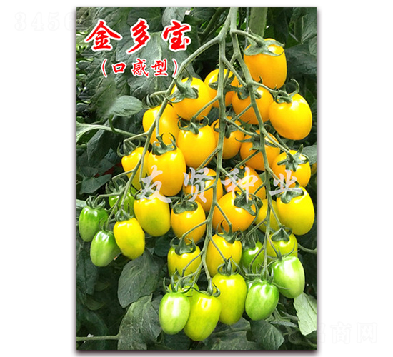 �����-�Sɫ����С���ѷN��-���t�N�I(y��)