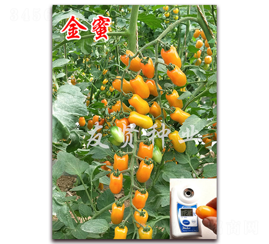 ����-�Sɫ����С���ѷN��-���t�N�I(y��)