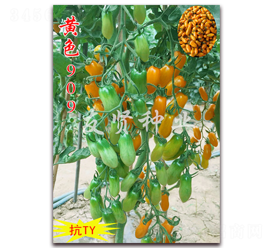 �Sɫ909-��TY��������С���ѷN��-���t�N�I(y��)