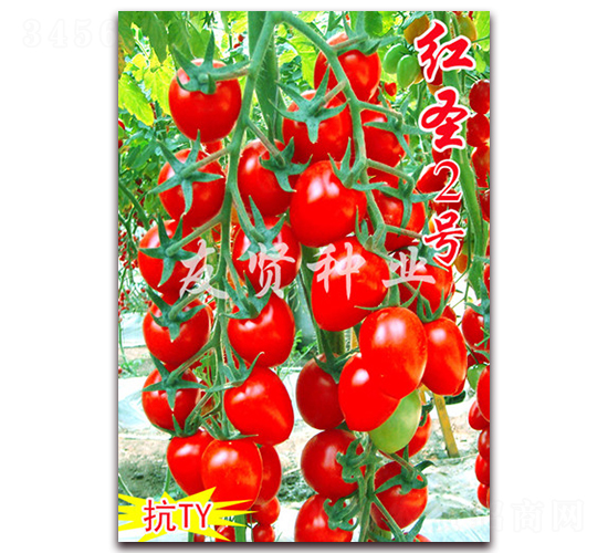 �tʥ2̖-��TY��������С���ѷN��-���t�N�I(y��)