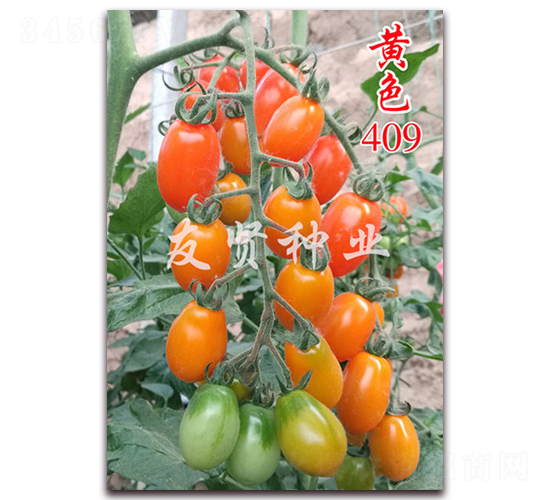 �Sɫ409-��TY��������С���ѷN��-���t�N�I(y��)