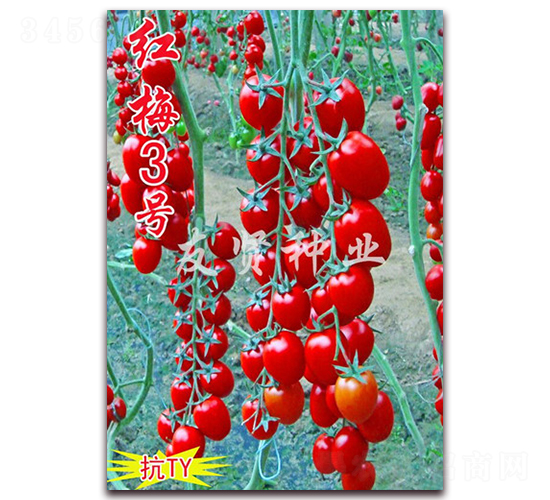 �t÷3̖-��TY��������С���ѷN��-���t�N�I(y��)