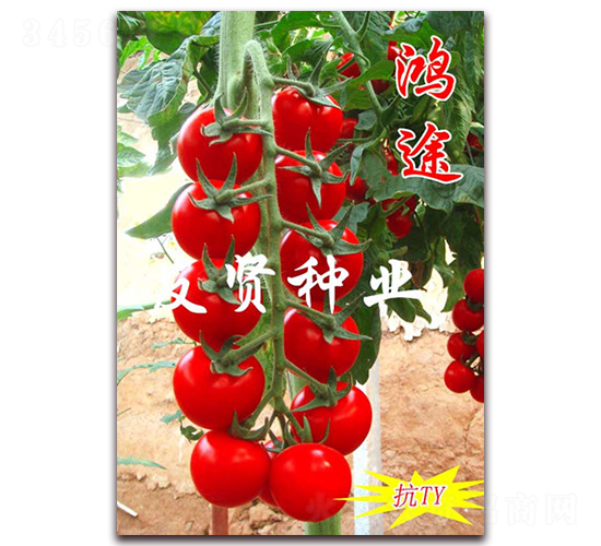 ��;-��TY��������С���ѷN��-���t�N�I(y��)