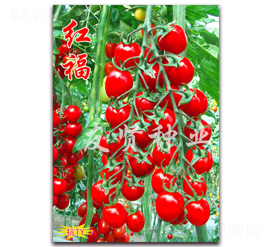 �t��-��TY��������С���ѷN��-���t�N�I(y��)