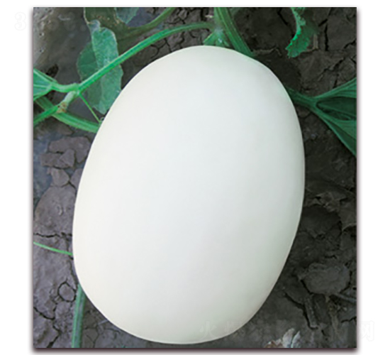 �߿�����-��ϷN��-�Ƶ���