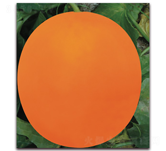 ����t-��ϷN��-�Ƶ���