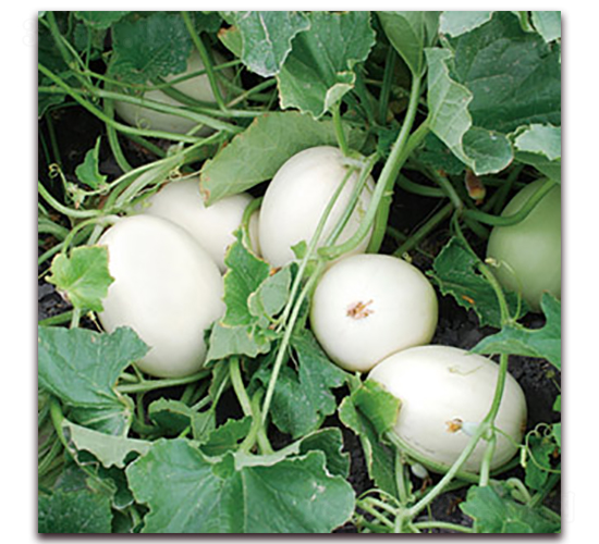 ����ѩ��-��ϷN��-�Ƶ���