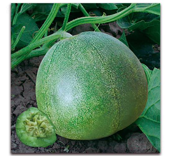 �G��ʯ-��ϷN��-�Ƶ���