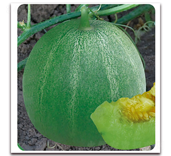 �G����-��ϷN��-�Ƶ���