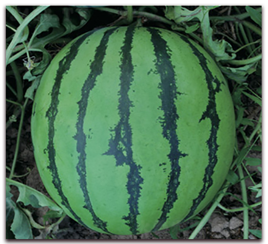 ���x��ѣ�84-24��-���ϷN��-�Ƶ���