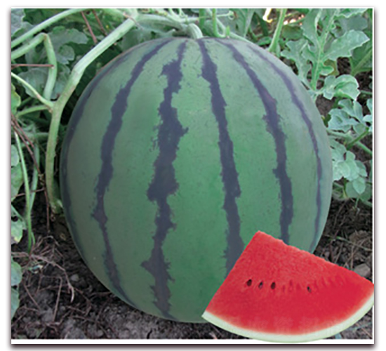 �����ǹ�-���ϷN��-�Ƶ���