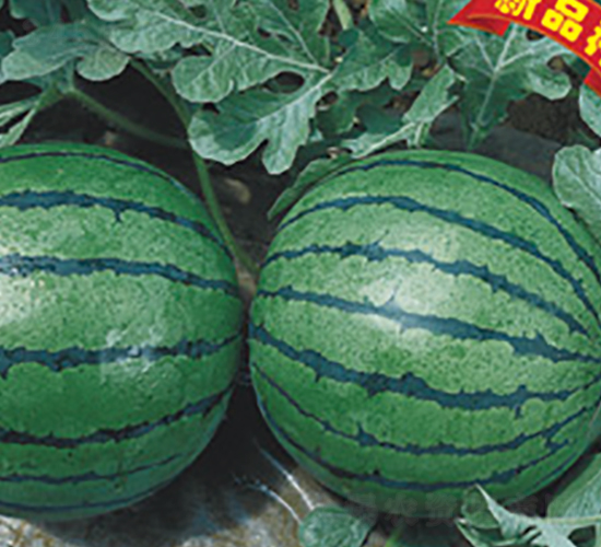 �Ƶ����S-���ϷN��-�Ƶ���