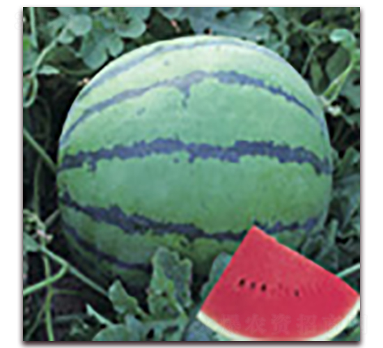 ���o(j��)��-���ϷN��-�Ƶ���