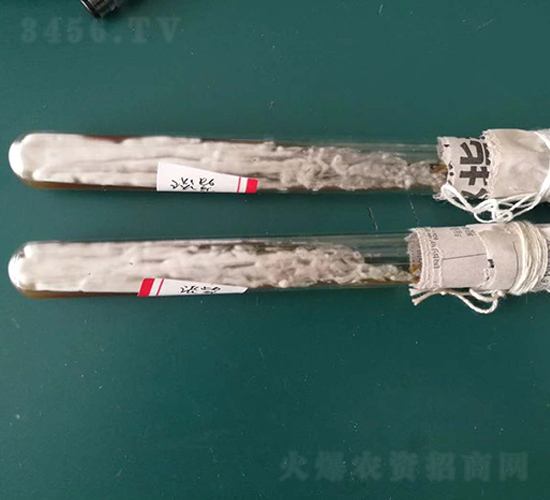 ���ϔM��ù��-��ʥԴ