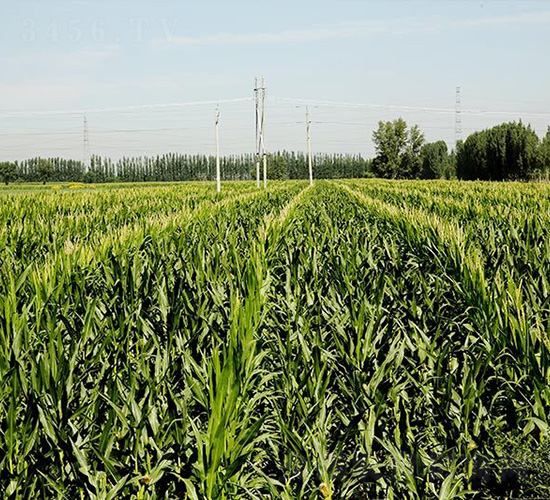 ƽ��1735-ƽ���N�I(y��)