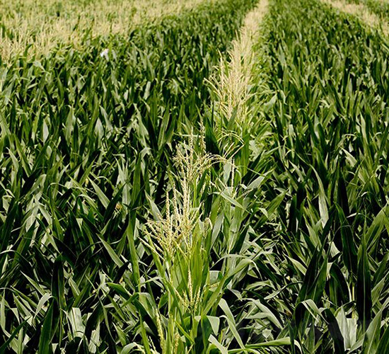 ͨƽ1-ƽ���N�I(y��)