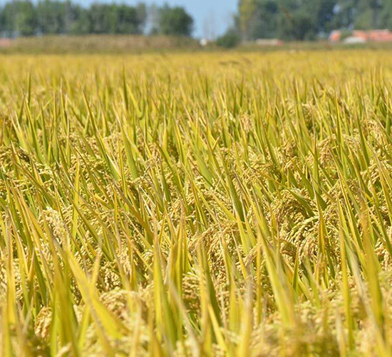 ƽ������17-ƽ���N�I(y��)