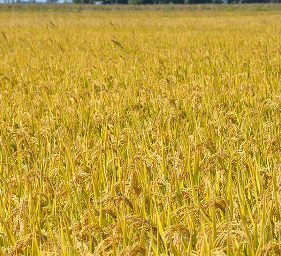 ƽ������13-ƽ���N�I(y��)