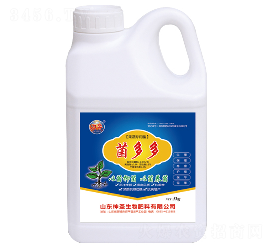 �����-��ʥ����