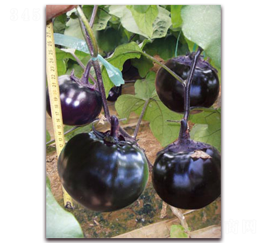 �A�s����-���ӷN��-�ѹ��N�I(y��)