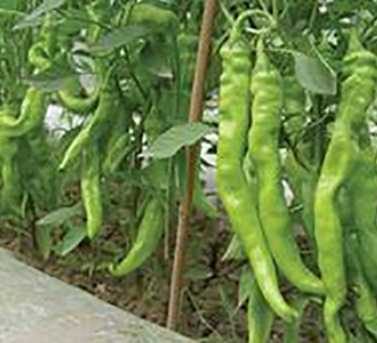 ����602-�⽷�N��-ɣ�r(n��ng)�N�I(y��)