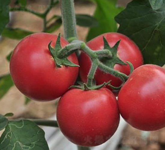 ��ë����-���ѷN��-ɣ�r(n��ng)�N�I(y��)