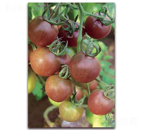 ��÷-���ѷN��-ɣ�r(n��ng)�N�I(y��)