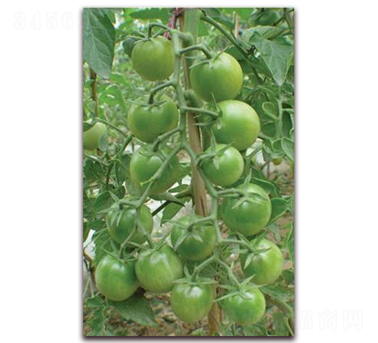 ���-���ѷN��-ɣ�r(n��ng)�N�I(y��)