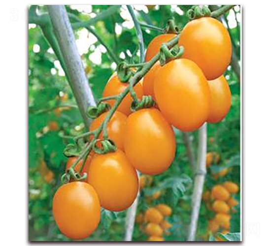 �Sõ��-���ѷN��-ɣ�r(n��ng)�N�I(y��)