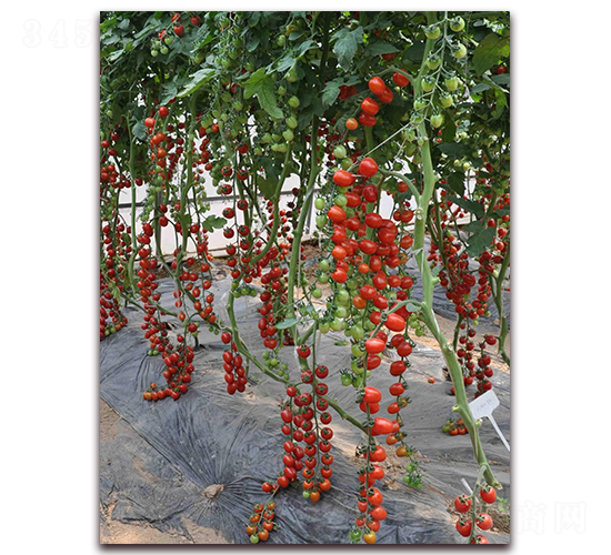 ɣ�r(n��ng)HM50-��TY���ѷN��-ɣ�r(n��ng)�N�I(y��)