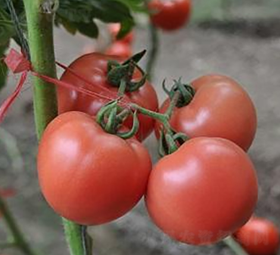 ɣ�r(n��ng)P71-��TY���ѷN��-ɣ�r(n��ng)�N�I(y��)