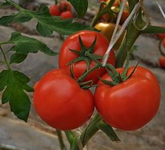 ɣ�r(n��ng)R10-��TY���ѷN��-ɣ�r(n��ng)�N�I(y��)