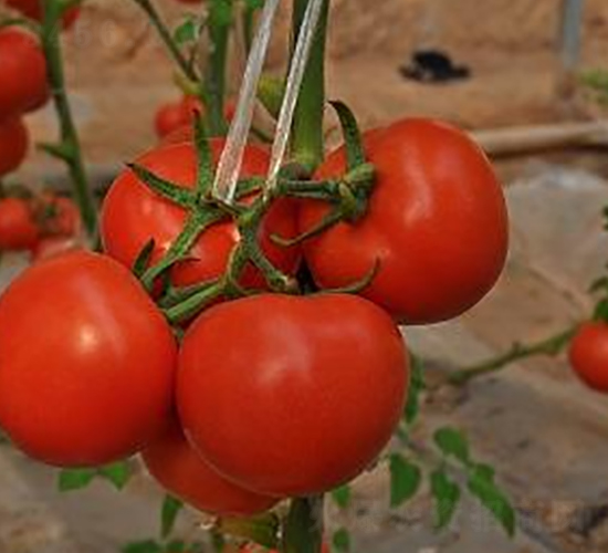 ɣ�r(n��ng)R30-��TY���ѷN��-ɣ�r(n��ng)�N�I(y��)