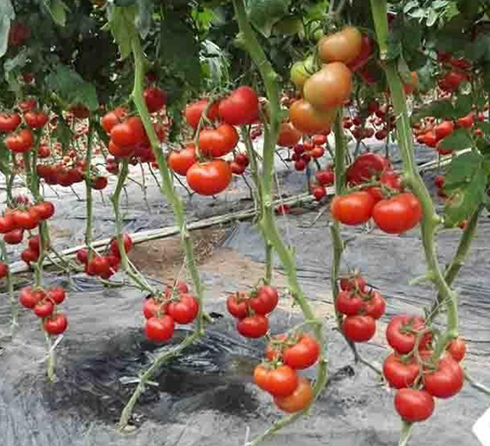 ɣ�r(n��ng)R144-��TY���ѷN��-ɣ�r(n��ng)�N�I(y��)