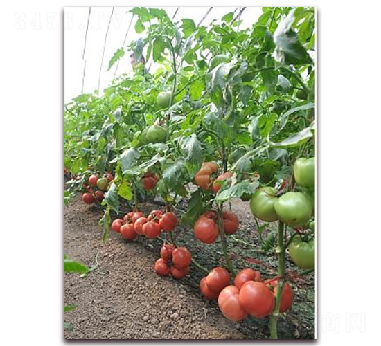 ɣ�r��24-��TY���ѷN��-ɣ�r�N�I(y��)